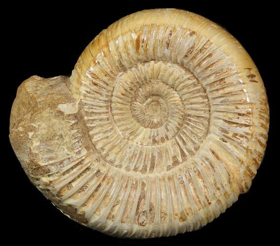Perisphinctes Ammonite - Jurassic #46901